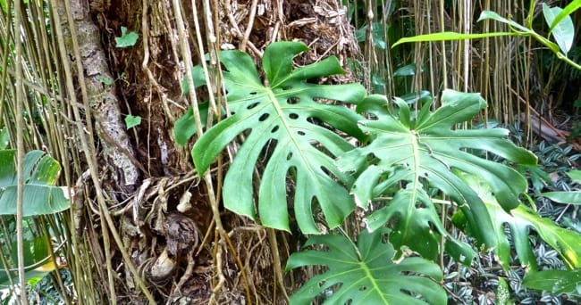 Diriamba, Nicaragua