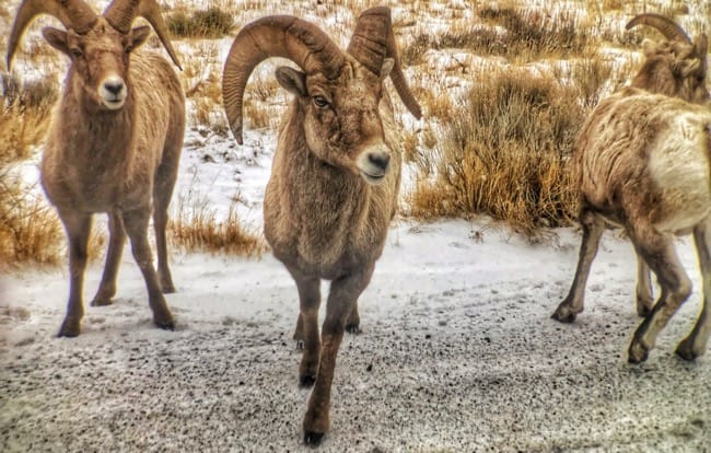 Jackson Hole