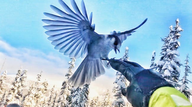 Whistler for the holidays