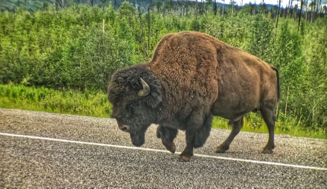 Bison Brawl