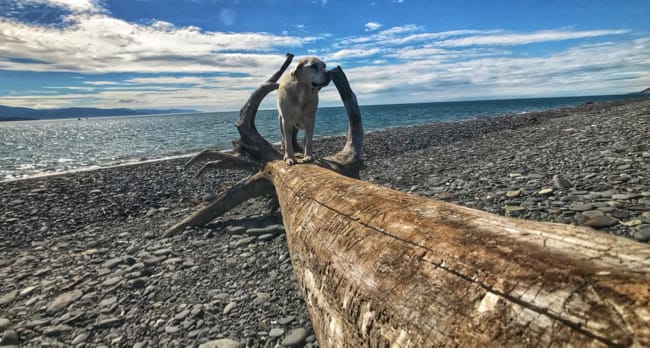 Homer, AK